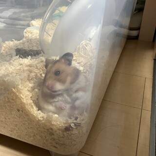 ゴールデンハムスター