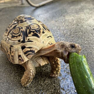 ヒョウモンリクガメ　里親募集中です