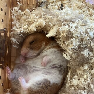 ゴールデンハムスター