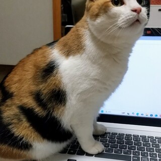 甘えん坊の美猫ミケさん♪