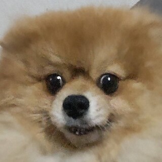 ポメラニアンの男の子