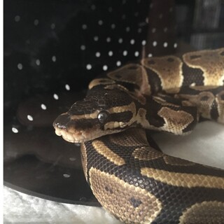 ボールパイソン里親募集してます！