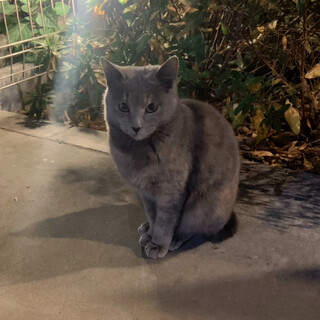 保護猫『ラニ』ロシアンブルー似のパステル