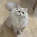 ラガマフィンの女の子1歳