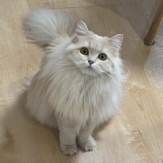 ラガマフィンの女の子1歳