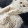 ラガマフィンの女の子1歳 サムネイル2