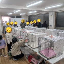 ほごねこ東京譲渡会＠尾久 サムネイル2