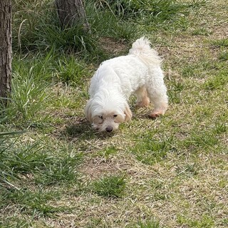 マルチーズ シニアの女の子 まだまだ元気いっぱい！