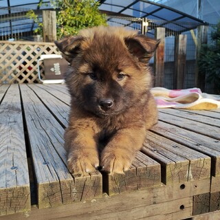 約2ヶ月半の男の子【ジョイフル】