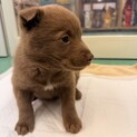 生後2ヶ月の明るく元気なチョコ色の男のコ
