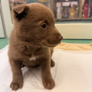 生後1ヶ月の幼い子犬　チョコ　オス