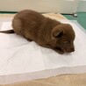 生後2ヶ月の明るく元気なチョコ色の男のコ サムネイル7