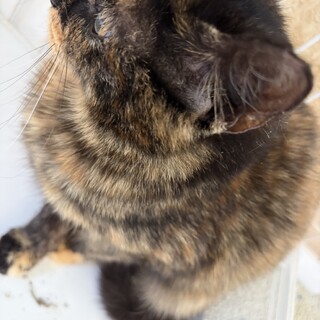 6ヶ月のサビ猫ちゃん