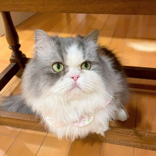 【3/29東銀座】タクくん★２歳♪