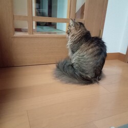 「お母ちゃんにベッタリ」サムネイル2