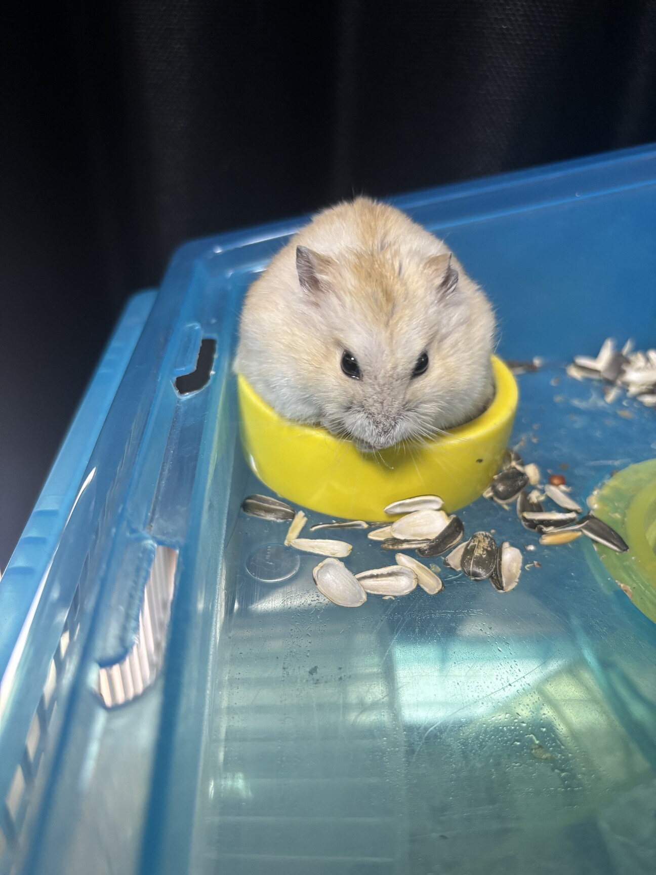 ハムスター メス サムネイル1