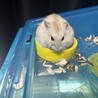 ハムスター メス サムネイル1