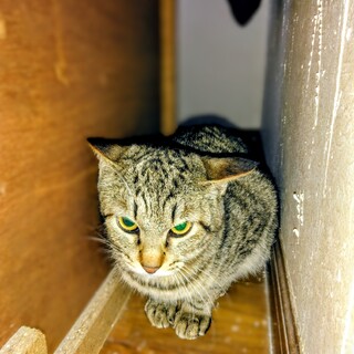 トラちゃんの里親募集です！