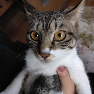 チビちゃんの里親募集！