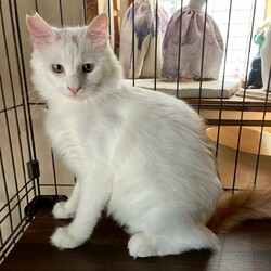 復活‼️猫の里親会inジョイフル本田ペッツクローバー荒川沖店