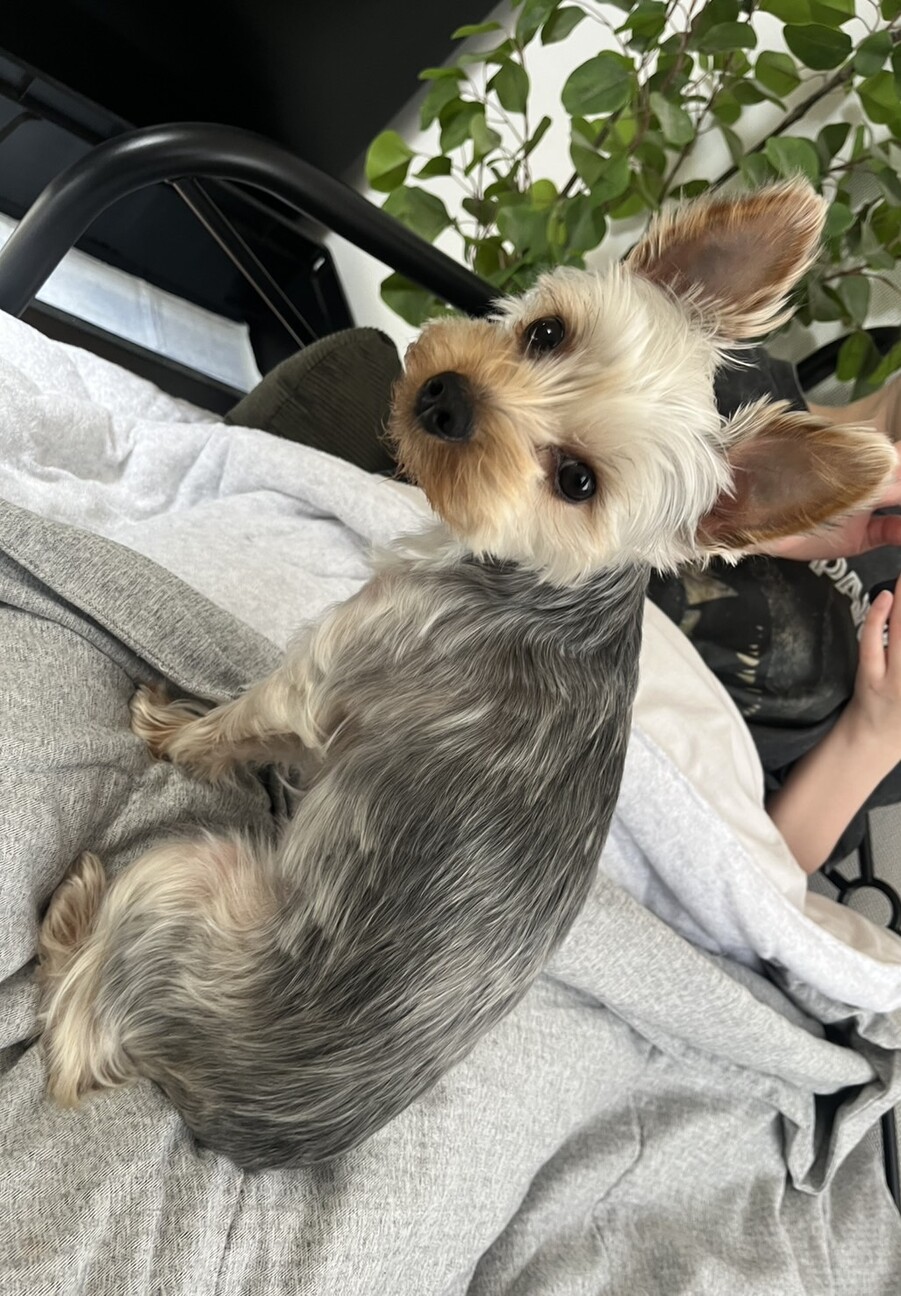 とても優しいヨーキーちゃん。」岡山県 - 犬の里親募集(536819) 2枚目