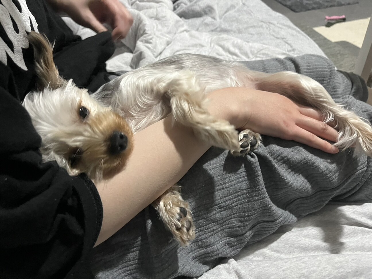 とても優しいヨーキーちゃん。」岡山県 - 犬の里親募集(536819) 6枚目