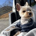 とても優しいヨーキーちゃん。