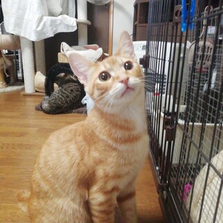 茶トラのとらじ