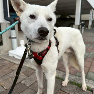 つぶらなお目目の【トノワリ】くん