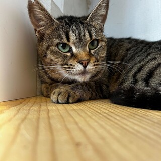 人懐っこい甘えん坊！キジトラのだいくん