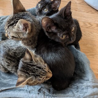 大至急!子猫達を救ってください!