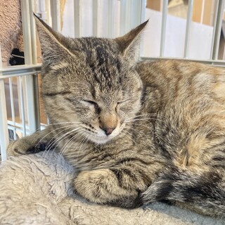 キジトラ猫のひなちゃん