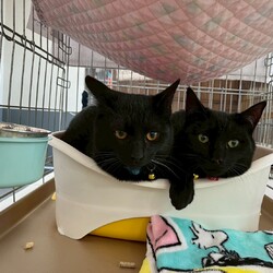 in江南市☆保護猫達をオウチに迎えよう☆2026年3月8日（日)ちーむにゃいんず