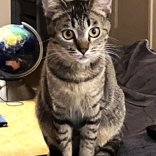 【3/29東銀座】のいちゃん★10か月半♪