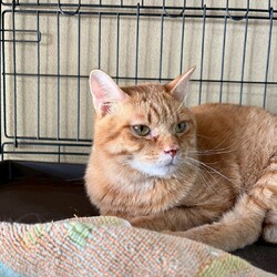 in名古屋市☆保護猫達をオウチに迎えよう☆2026年3月8日（日）ちーむにゃいんず