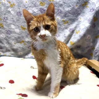 【3/8東銀座】まるくん★４ヵ月半♪