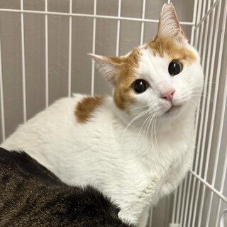 つぶらな瞳のしろみ⭐︎茶白