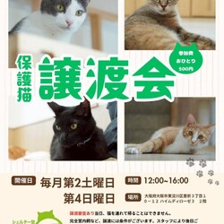 213回　保護猫カフェQsmet（くすめっと）　譲渡会