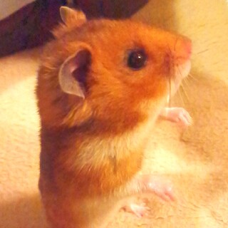 一時中断 女の子♀ハムちゃん 生後3ヶ月