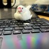 白文鳥ピジョンの日常