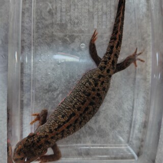 【お話中】アカハライモリ2匹