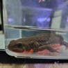 【お話中】アカハライモリ2匹 サムネイル4