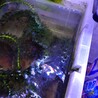 【お話中】メダカ、ヤマトヌマエビ、ヒメタニシ サムネイル2