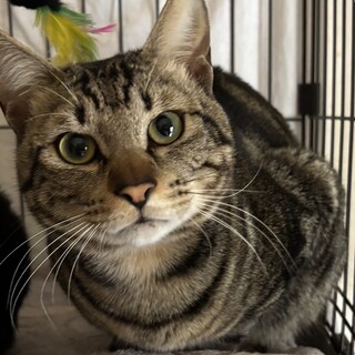 3/22西千葉ෆ⃛アメショ風男子ෆ⃛ジローちゃん