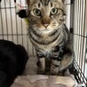 3/22西千葉ෆ⃛アメショ風男子ෆ⃛ジローちゃん サムネイル2