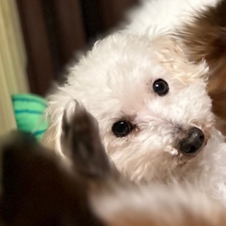 『ドル』運動神経抜群なヤンチャっ子