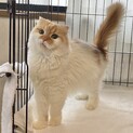 スコティッシュの女の子ちゃん！