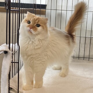 スコティッシュの女の子ちゃん！