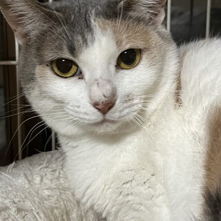 賢いパステルミケの美人さん♪