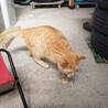 抱っこ大好きの甘えん坊 サムネイル2